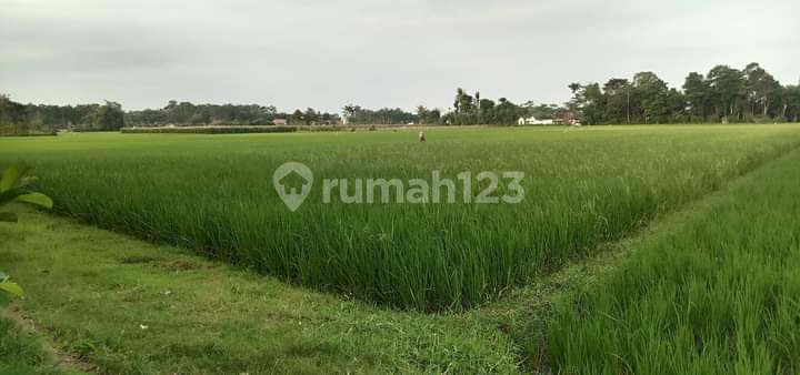 Tanah Tengah Kota Lumajang Murah Dijual Murah 3