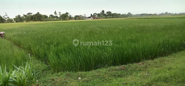 Tanah Tengah Kota Lumajang Murah Dijual Murah 4
