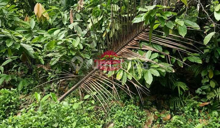 Tanah Jual Lokasi Selemadeg Tanah Jual Lokasi Selemadeg