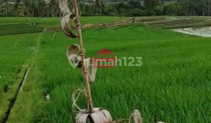 Tanah Jual Lokasi Megati 1