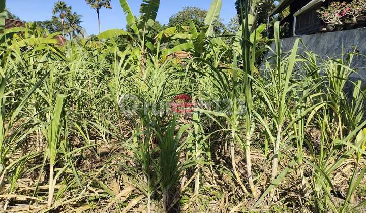 Tanah Jual Lokasi Tiying Tutul