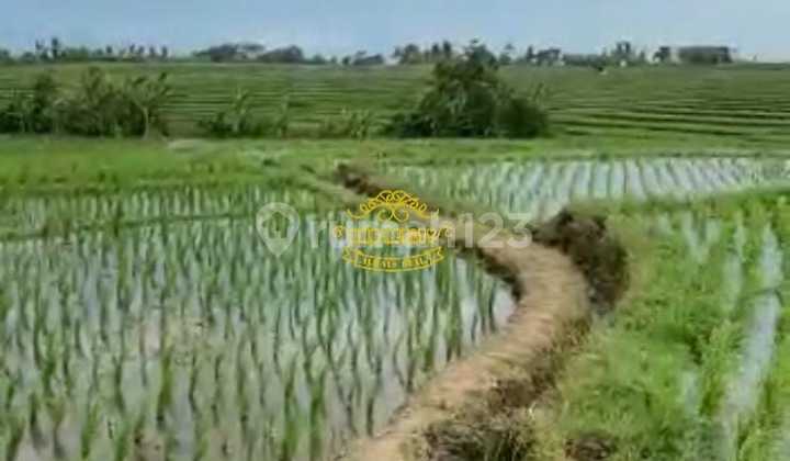 Land for Sale Location Tibubiu