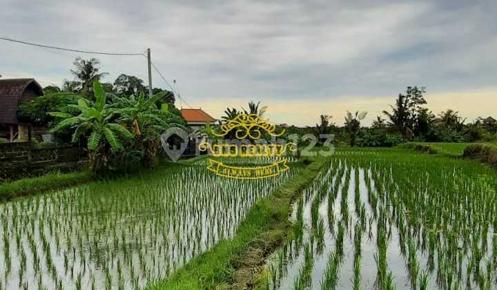Tanah Jual Lokasi Seseh.