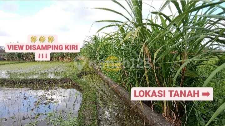 Land for Sale in Padonan Location