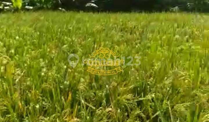 Land for Sale Pasut Location