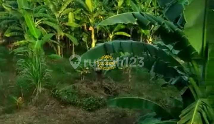 Tanah Jual Lokasi Padang Galak Tanah Jual Lokasi Padang Galak