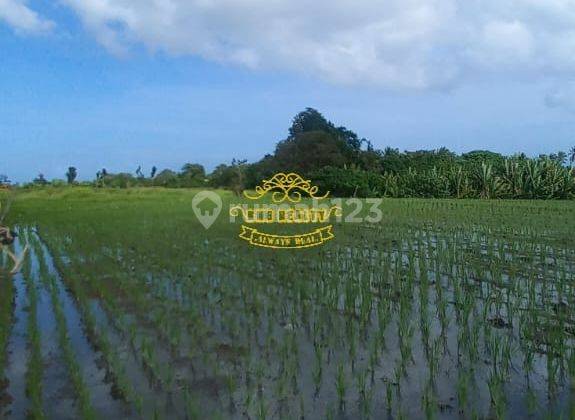 Tanah Sewa Lokasi Kedungu 1