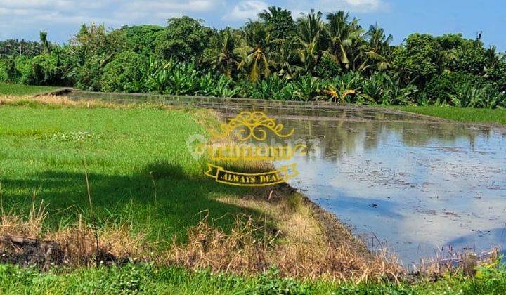 Tanah Sewa Lokasi Kedungu 2