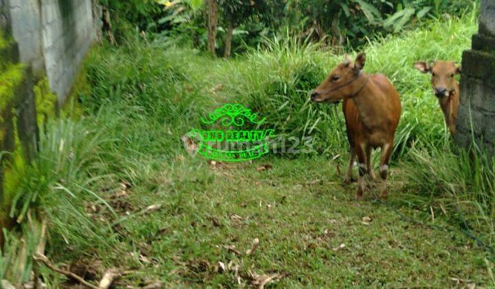 Tanah Jual Lokasi Buwit 1