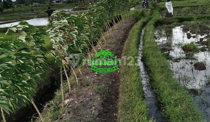 Land for Sale in Peliatan Location