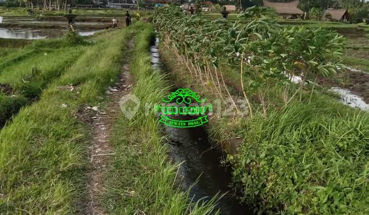 Land for Sale in Peliatan Location