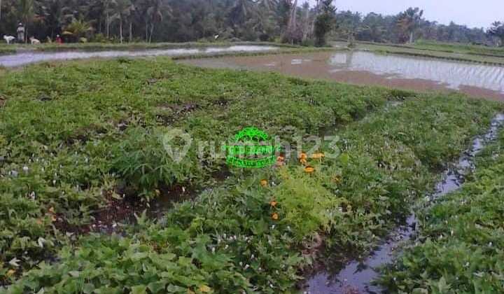 Land for Sale in Pejeng Location Land for Sale in Pejeng Location
