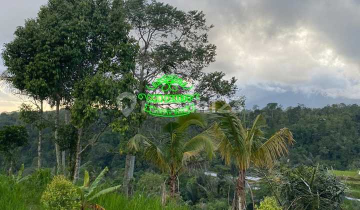 Land for Sale in Pelaga Location Land for Sale in Pelaga Location