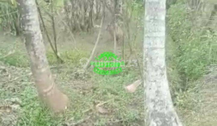 Tanah Sewa Lokasi Pejeng 3