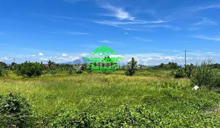 Land for Sale in Kedungu Location