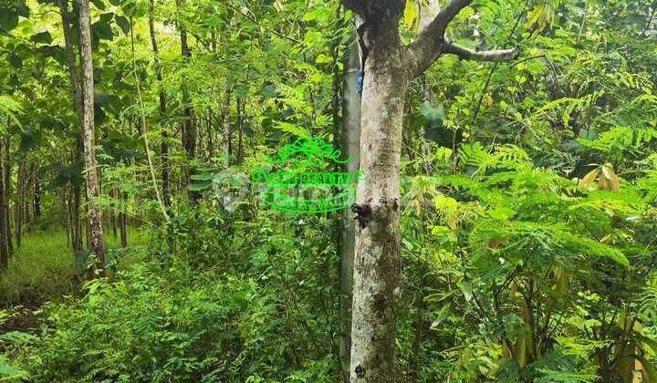 Tanah Jual Lokasi Nusa Dua