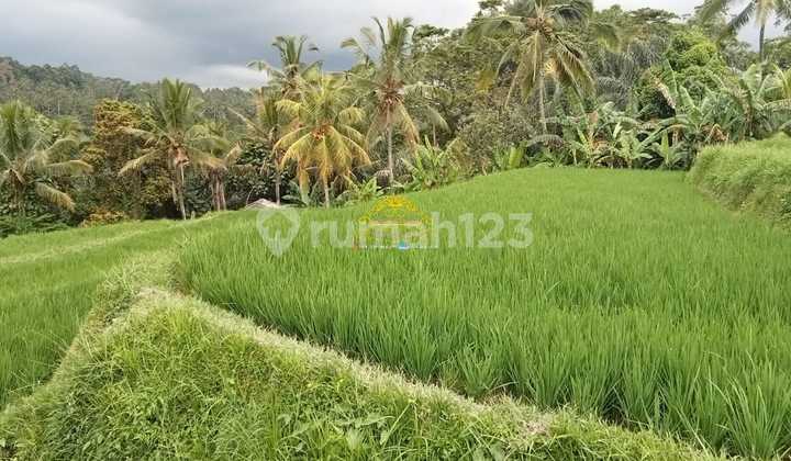 Land for Sale in Tegallalang Location