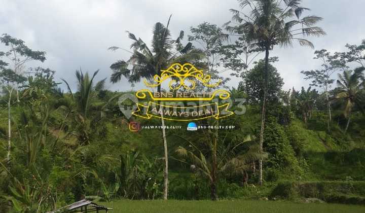 Land for Sale in Rendang Location Land for Sale in Rendang Location
