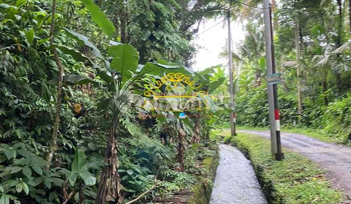 Land For Sale Location Peliatan