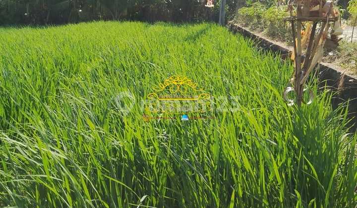 Land For Sale Tibubiu Location