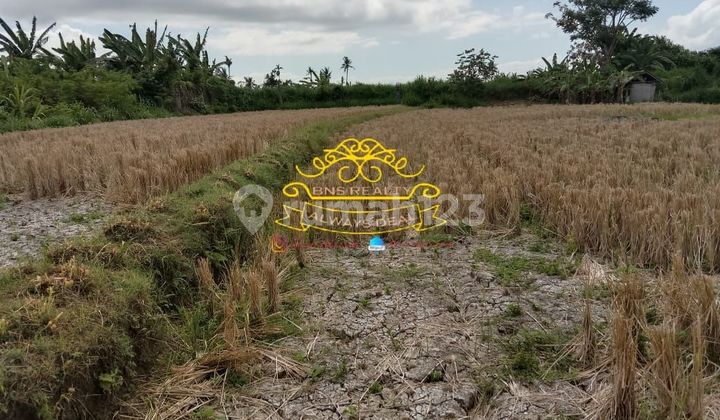 Land for Sale in Pring Location