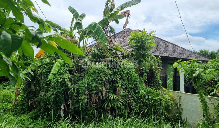 Land for Sale Location Ubud 1