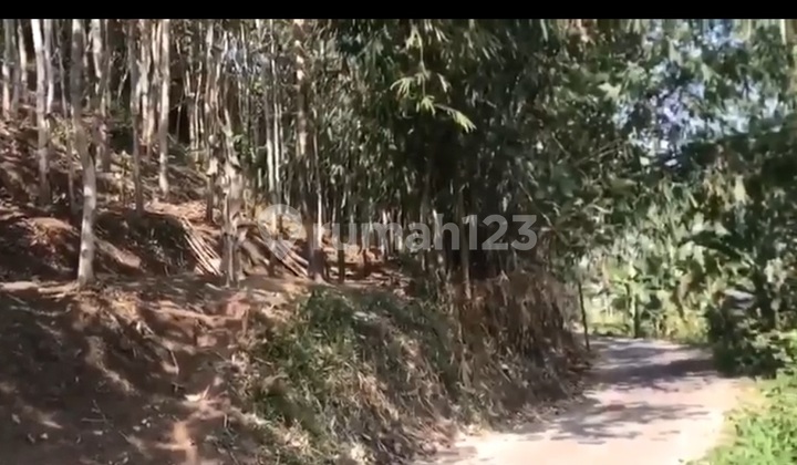 Jual Cepat Tanah Bonus 350 Jati Siap Panen Sumedang