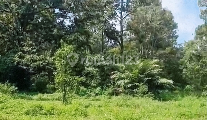 FOR SALE: GARDEN LAND WITH 50 SUPERIOR AND PREMIUM DURIAN TREES IN MIJEN 1