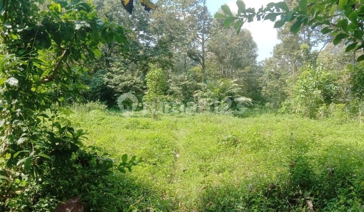 FOR SALE: GARDEN LAND WITH 50 SUPERIOR AND PREMIUM DURIAN TREES IN MIJEN 2