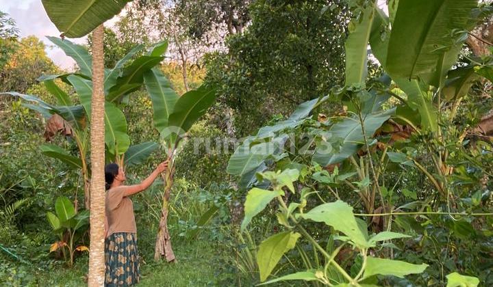 Land Location in Ditegal Linggah, Buleleng, Bali