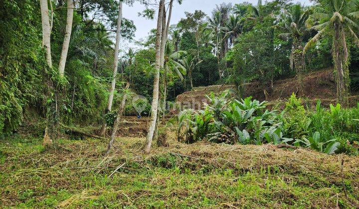 Land View Rice Fields And Jungle View In Tegalalang Ubud 2