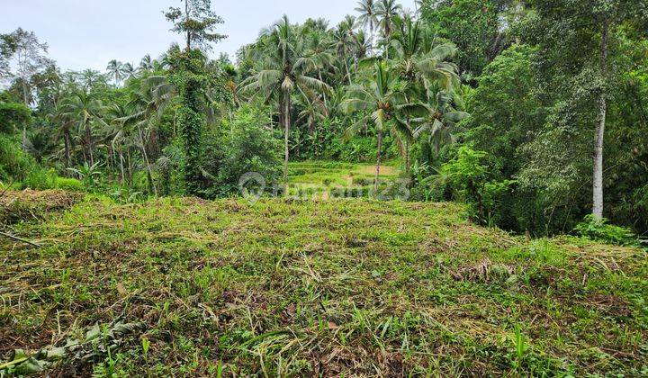 Land View Rice Fields And Jungle View In Tegalalang Ubud 1