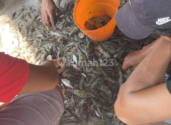 Tanah Tambak Daerah Tlocor Jabon Sidoarjo Sidoarjo 2