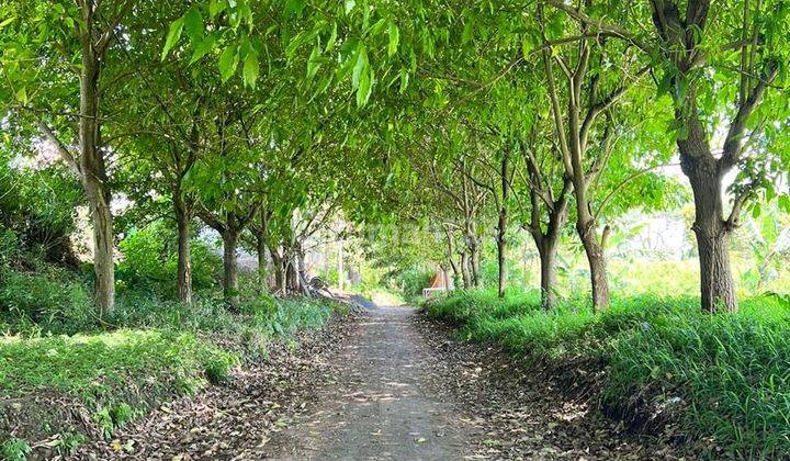 Tanah Kavling Di Triniti Lembang Cigugur Girang, Bandung Barat 1