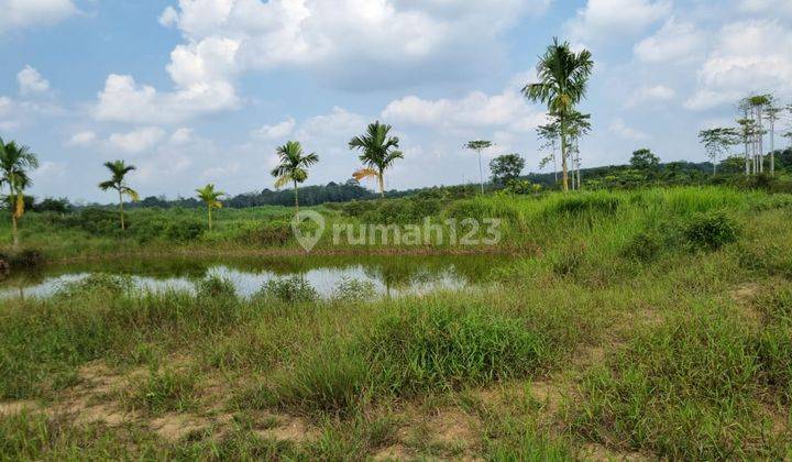 Dijual Tanah SHM Ex Kebun Kelapa Sawit Harga Nego di Jembatan Mas, Jambi 2