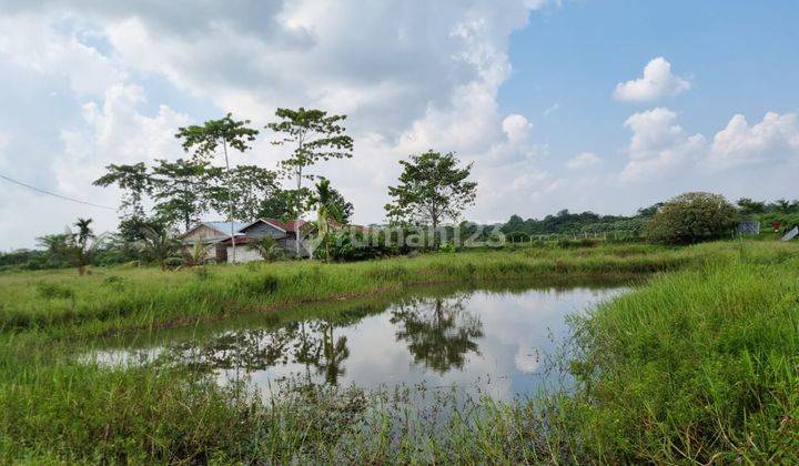 Dijual Tanah SHM Ex Kebun Kelapa Sawit Harga Nego di Jembatan Mas, Jambi 1