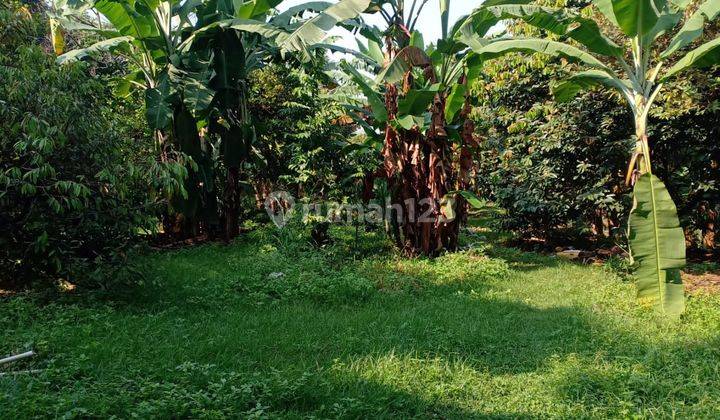 Dijual Cepat Tanah Luas Dengan Kebun Buah Di Cimanggis 2