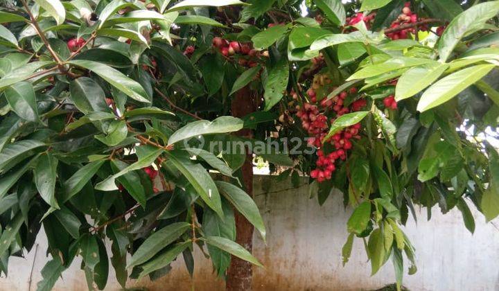 Dijual Rumah Asri Bonus Tempat Pemacingan 12