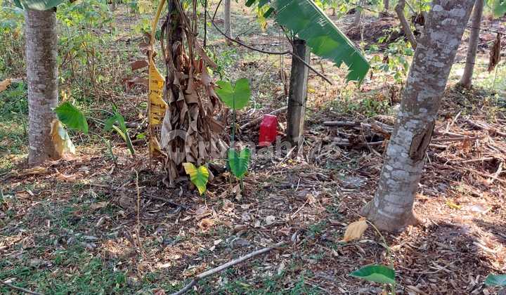 Tanah Murah Utk Perumahan Sebelah Bsb City Ngaliyan 2