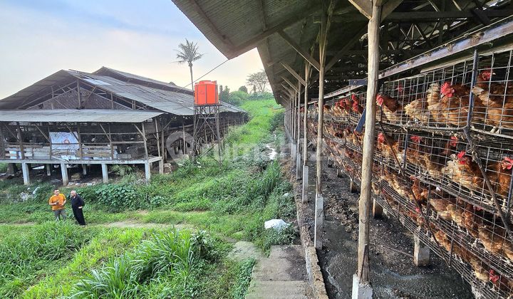 Tanah Pertenakan Ayam Petelor Yg Masih Aktif Di Tenjojaya, Cucurug, Sukabumi Tanah Pertenakan Ayam Petelor Yg Masih Aktif Di Tenjojaya, Cucurug, Sukabumi