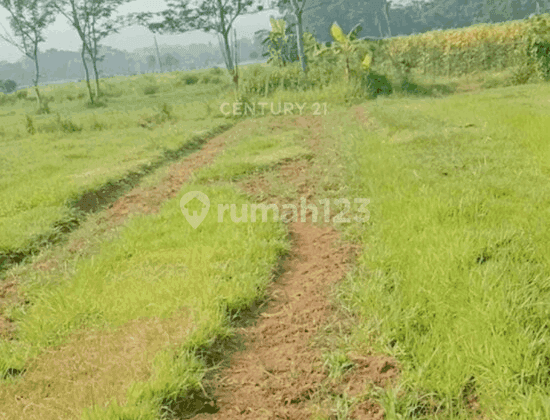 Tanah Luas Cocok Buat Usaha Perkebunan Di Jonggol Bogor 1