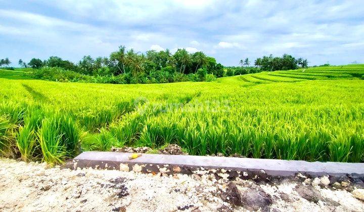 Dijual Tanah 4 Kavling View Sawah di Munggu, Badung 2