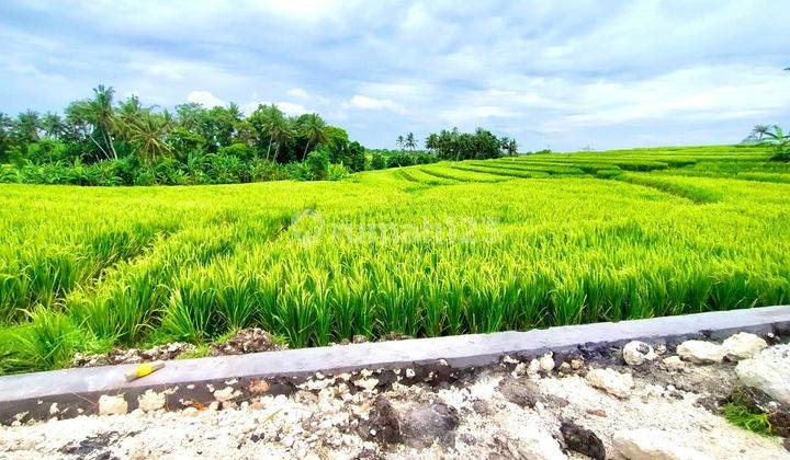 Dijual Tanah 4 Kavling View Sawah di Munggu, Badung 3