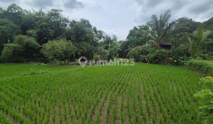 Dijual Tanah 20 Are View Sawah Akses Aspal di Kenderan, Gianyar 1