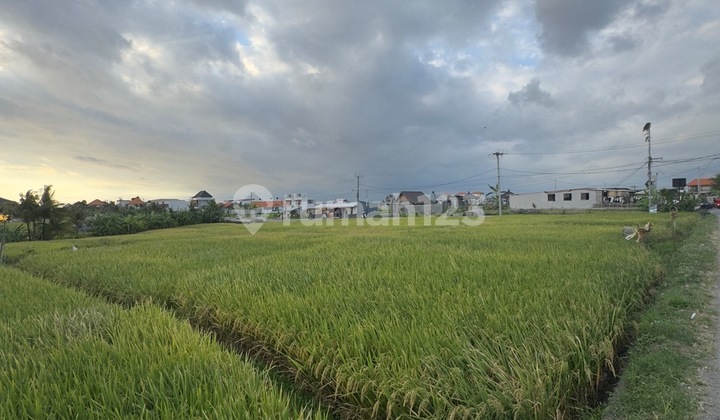Dijual Tanah 35 Are Pinggir Jalan ke Pantai Cemagi, Badung Dijual Tanah 35 Are Pinggir Jalan ke Pantai Cemagi, Badung
