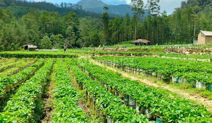 Tanah untuk perkebunan kopi dan strawberry 2