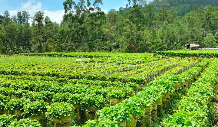 Tanah untuk perkebunan kopi dan strawberry 1