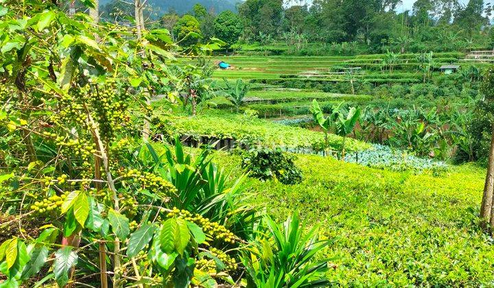 Kavling Sudah Ada Kebun Kopi Teh Produktif Dengan Pemandangan Indah 2