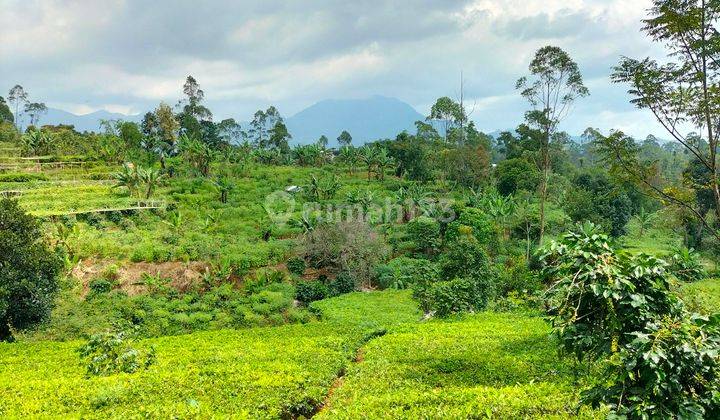 Kavling Sudah Ada Kebun Kopi Teh Produktif Dengan Pemandangan Indah 1