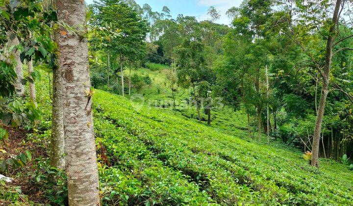 Kavling sudah ada kebun teh produktif pinggir jalan 1